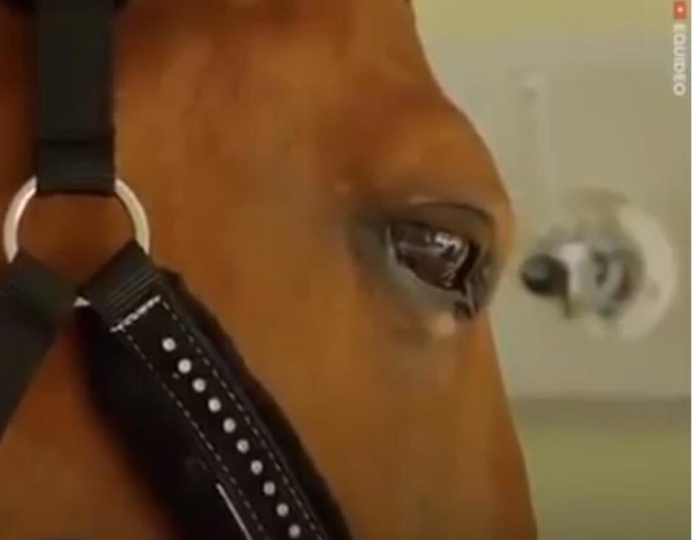 Jedan mladić koji konja Peju mnogo voli, kaže da u njegovim očima vidi saosećanje  