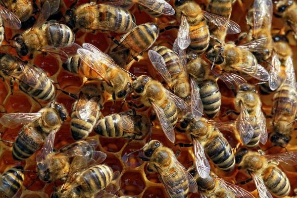 NAUKA POTVRDILA: Pčele su proglašene NAJVAŽNIJIM bićima na našoj planeti, evo ZAŠTO!
