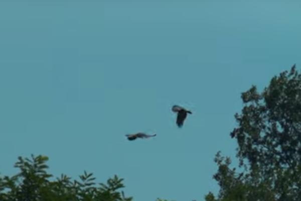 PRVI LET UGROŽENE VRSTE: Jedini par orlova krstaša danas je napustio gnezdo (VIDEO)