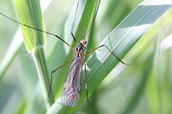 DA LI NAM PETI VIRUS ZAPADNOG NILA? Zaraženi komarci otkriveni u ovih 11 gradova u Srbiji!