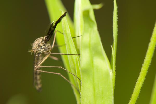 NAPRAVITE RASTVOR OD 2 SASTOJKA I POPRSKAJTE GA PO KUĆI: Insekti će pobeći GLAVOM bez OBZIRA