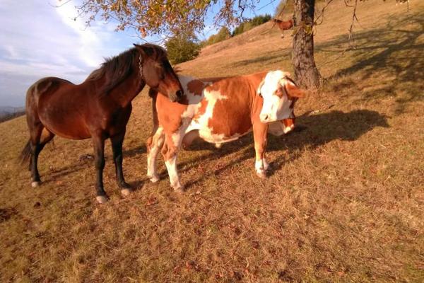 PA OVO JE JAČE OD ZADRUGE I PAROVA! Konj Soko se zaljubio u kravu Šarku, ŽDREBICA HOĆE DA JE TUČE! (FOTO)