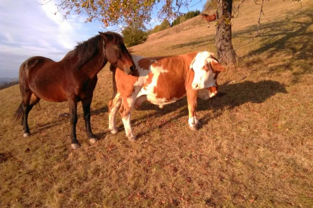 PA OVO JE JAČE OD ZADRUGE I PAROVA! Konj Soko se zaljubio u kravu Šarku, ŽDREBICA HOĆE DA JE TUČE! (FOTO)