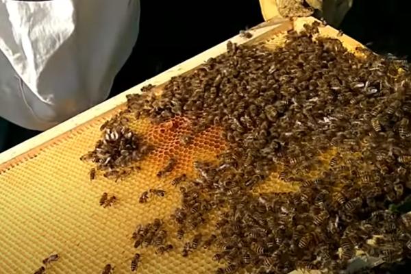 SAMO JE JEDNA MAJKA KRALJICA! Dešifrovane zapanjujuće poruke koje pčela matica šalje desetinama hiljada radilica!