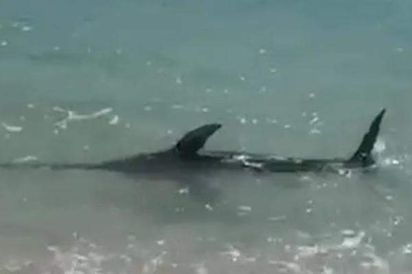 SNIMIO ČUDNO MORSKO STVORENJE POKRAJ OBALE: Mislio sam da je morski pas! (VIDEO)