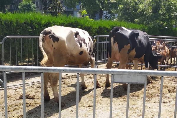 KAKAV ŠOK U BEOGRADU: Krave i koze u centru grada, nekima SMRDI, drugi ODUŠEVLJENI! (FOTO)