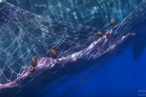 VIDEO GODINE: Furiozan snimak spašavanja uznemirenog kita upetljanog u mreže!
