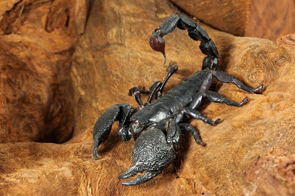 ŠOK PRIZOR U ZGRADI NA PALILULI: Škorpije se šetaju od prizemlja do potkrovlja višespratnice