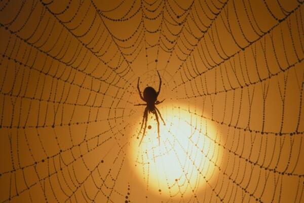 ARAHNOFOBIJA: Kako se koriste LAŽNI pauci kao pomagalo za borbu protiv STRAHA