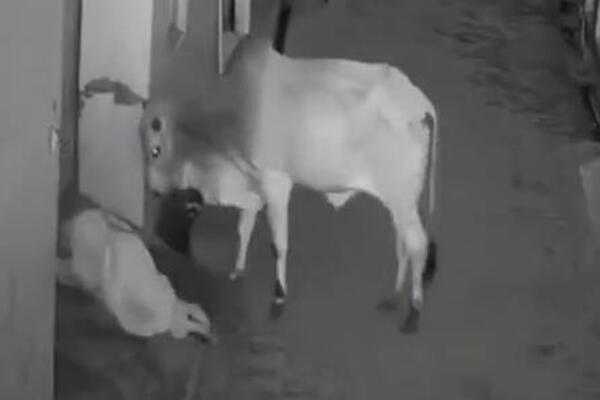 OBORIO JE NA ZEMLJU A POTOM KOPITIMA ISTUKAO MLADIĆA: Pobesneli bik napravio horor na ulici (VIDEO)