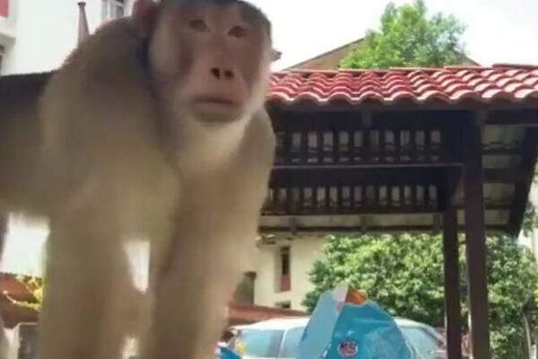 NEZVANI GOST! DEVOJKE USPANIČENO POBEGLE OD STOLA: Majmun ne samo da ih je oterao, nego im je i POJEO ČIPS (VIDEO)