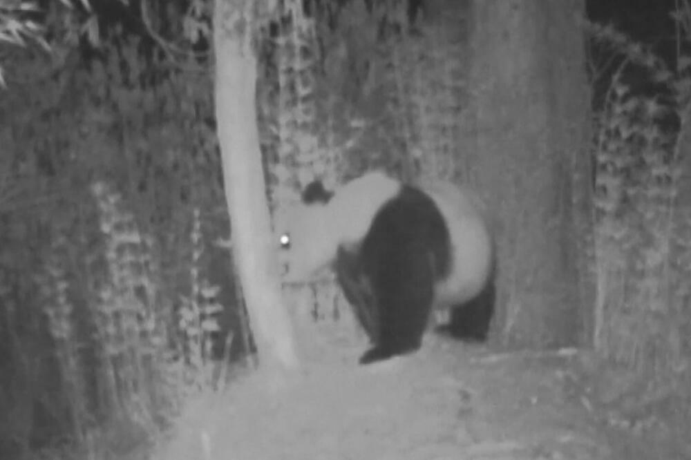 Infracrvena kamera snimila majku i mladunca divlje džinovske pande! (VIDEO)