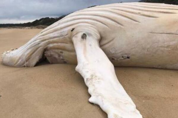 OKEAN IZBACIO LEŠINU: Beživotno telo se NASUKALO na plažu, evo šta je tačno u PITANJU - nije Migalu! (FOTO)