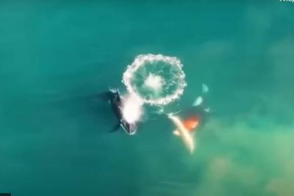 NEVEROVATAN PRIZOR! Pogledajte prvi snimak IKADA na kome se vide orke koje ubijaju predatora! (VIDEO)