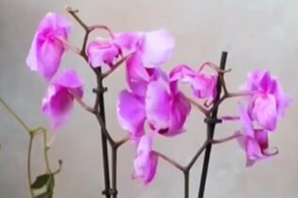 ORHIDEJA ĆE VAM CVETATI PREKO CELE GODINE AKO URADITE OVO: Savet cvećarke zbog kog će vam komšije ZAVIDETI