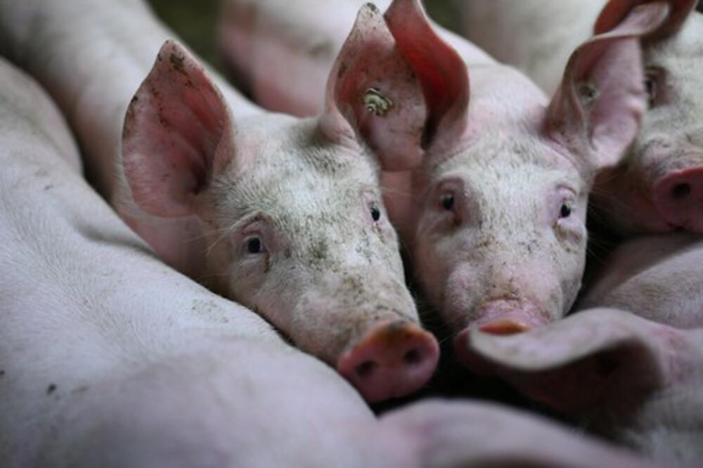 DONETA VAŽNA ODLUKA: U narednom periodu odjava afričke kuge svinja u DESET OPŠTINA u Srbiji