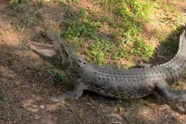 STRAŠNE SCENE, LJUDI BEŽE DA SAČUVAJU ŽIVOT: Krokodili plivaju ulicama nakon nevremena (VIDEO)
