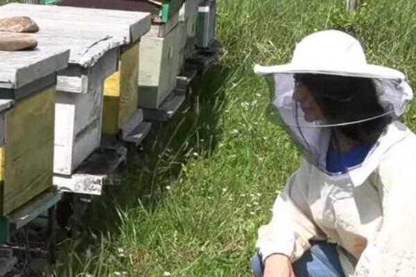 MARIJA JE JEDINA ŽENA PČELAR U TOPLIČKOM OKRUGU: Ovo je njena tajna, proizvede 900 kilograma meda!