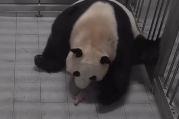 OVO JE NAJNEŽNIJI SNIMAK KOJI ĆETE DANAS VIDETI: Mama panda je OBRADOVALA svet sa BLIZNAKINJAMA (VIDEO)