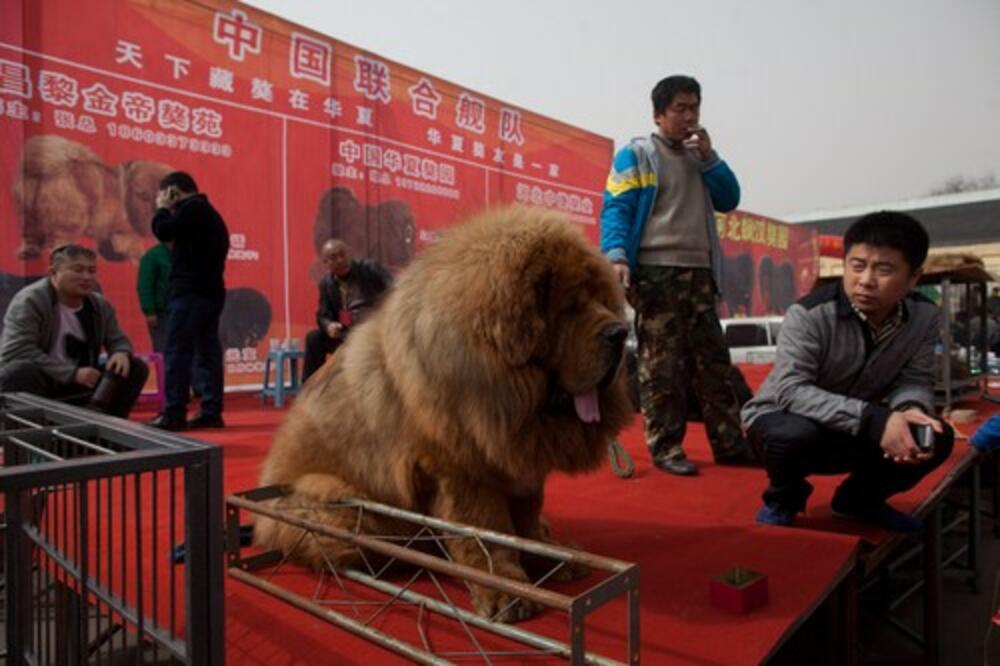 Tibetanski Mastif, Pas