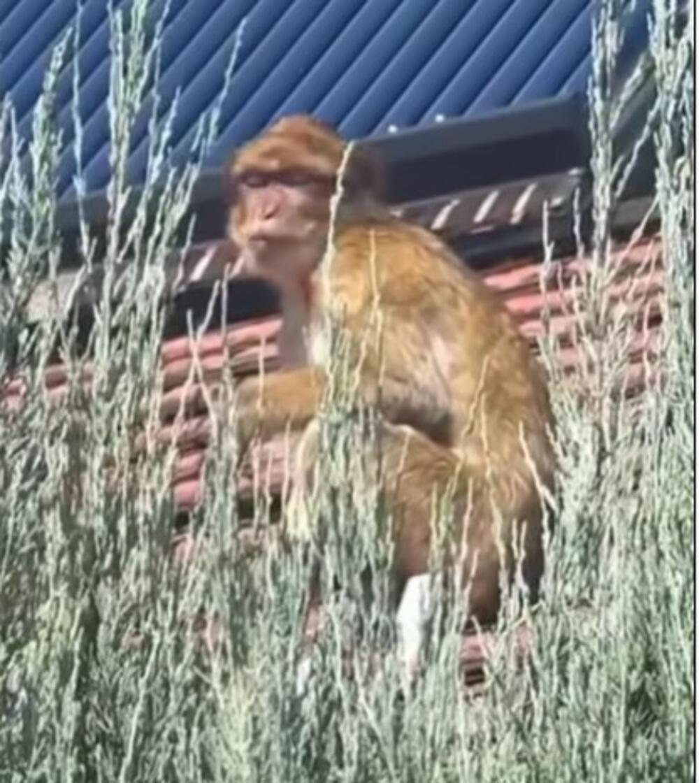 Majmun nedavno viđen na Karaburmi