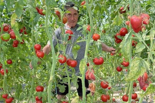 SKUPLJE OD ZLATA, ALI DONOSI ODLIČNU ZARADU: Kod Himza iz Prijepolja rađa džinovski čeri paradajz (FOTO)