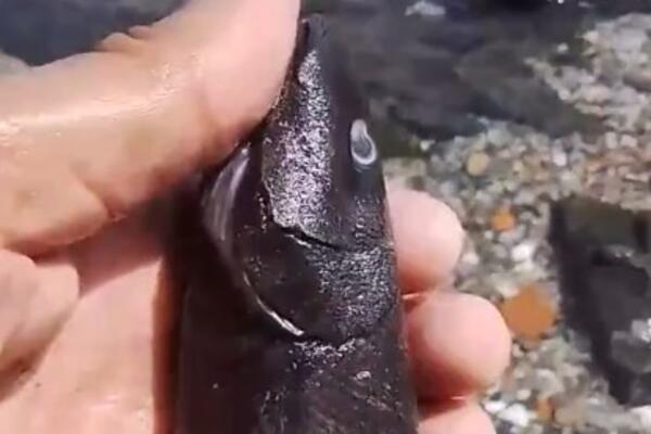 NEPOZNATI MORSKI STVOR PRVI PUT UHVAĆEN NA HRVATSKOM MORU: Ribari prijavili neobičan ulov šta je ovo? (VIDEO)