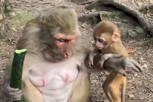 JEDNA JE MAJKA ILI MAĆEHA? Snimak dva majmuna će vas NASMEJATI DO SUZA, da li je moguće da mu OVO RADI? (FOTO)